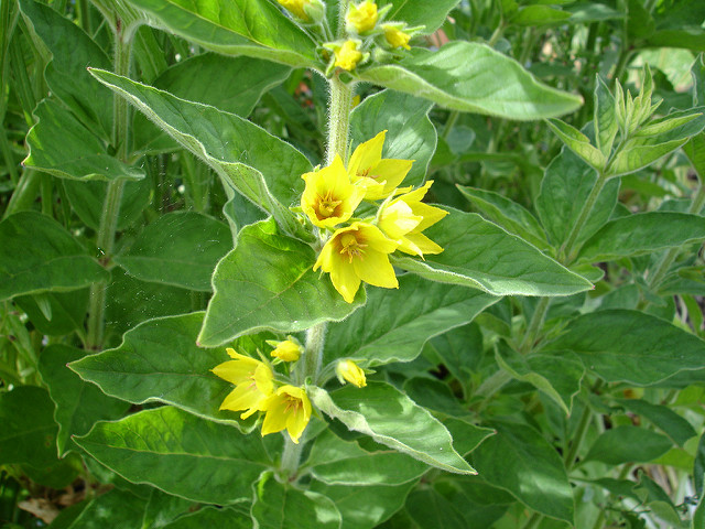 Lysimaque ponctuée (Lysimachia punctata)
