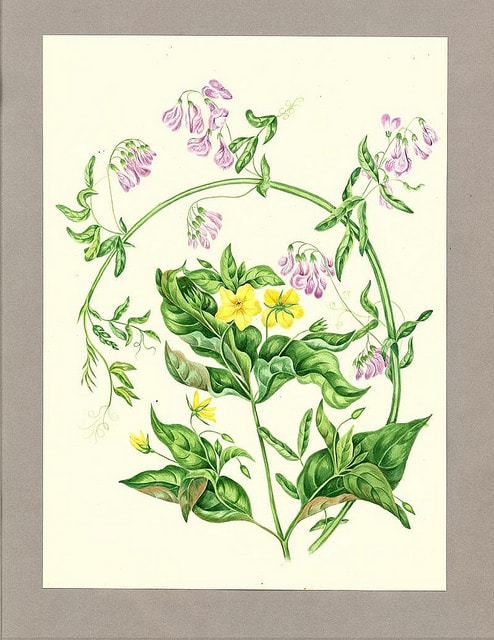 Lysimachia quadrifolia (Lysimachia quadrifolia)