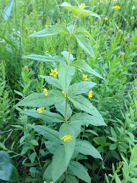 Lysimachia quadrifolia