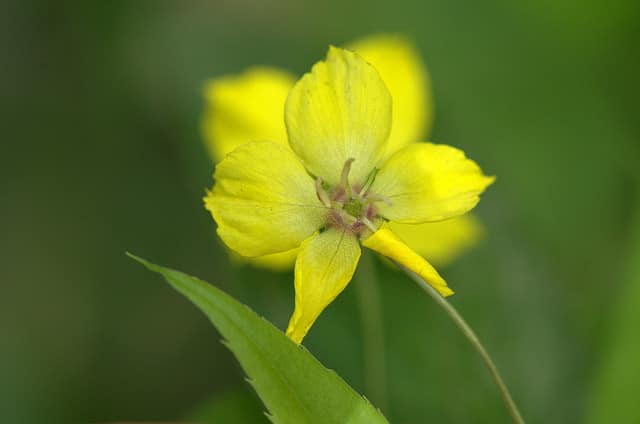 Lysimachia quadrifolia