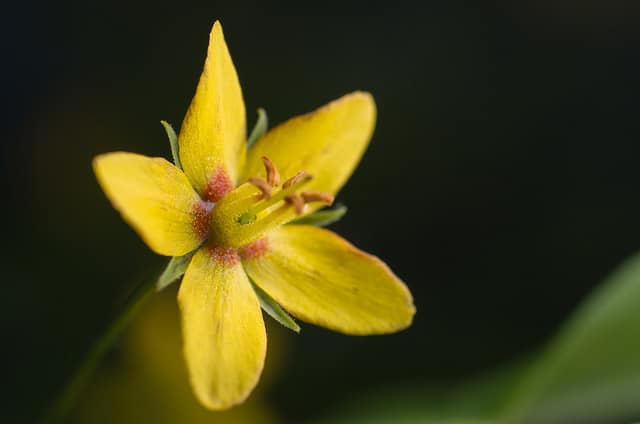 Lysimachia quadrifolia