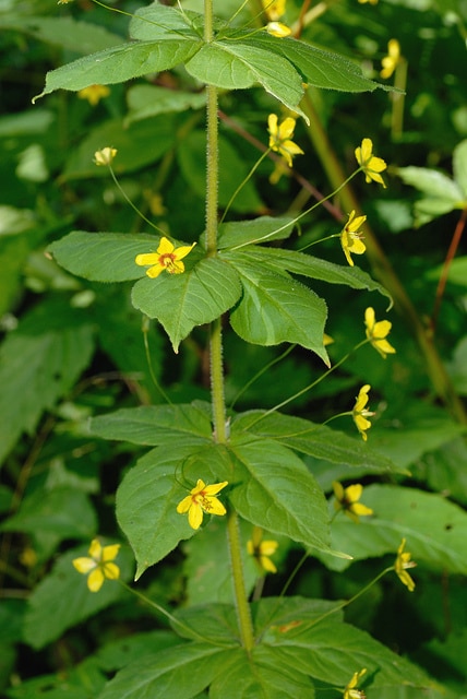 Lysimachia quadrifolia