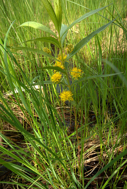 Lysimaque à fleurs en épi (Lysimachia thyrsiflora)