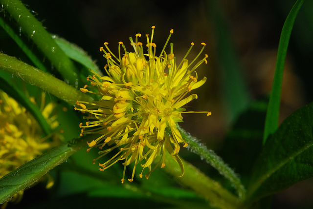 Lysimaque à fleurs en épi