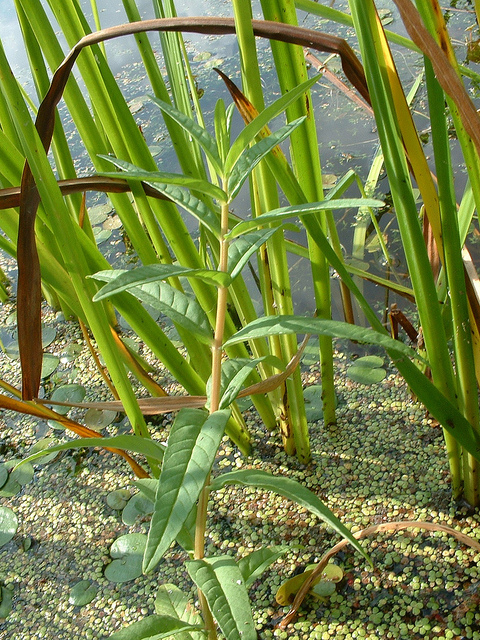 Lysimaque à fleurs en épi