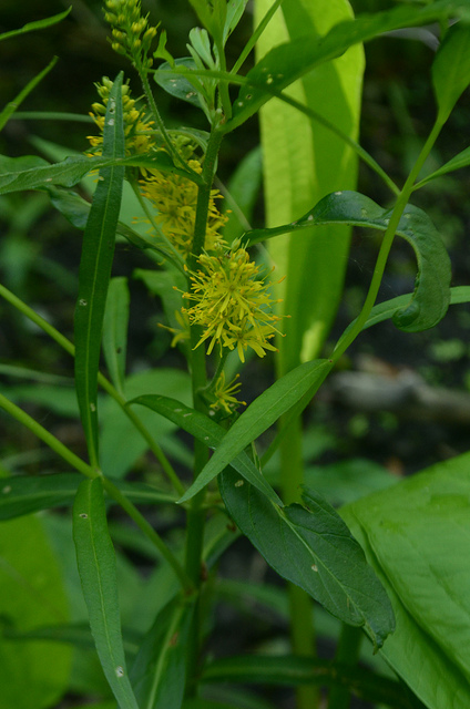Lysimaque à fleurs en épi