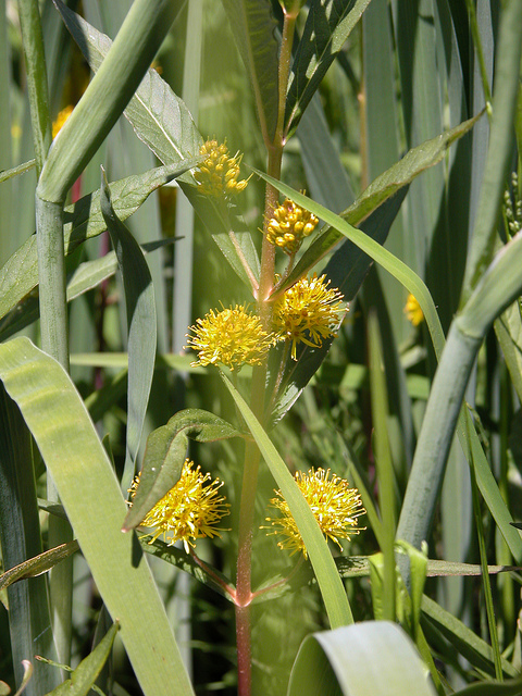 Lysimaque à fleurs en épi