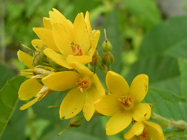 Lysimaque commune (Lysimachia vulgaris)