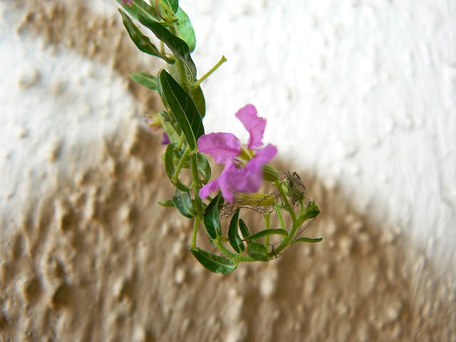 Lythrum hyssopifolia