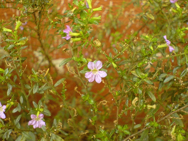 Lythrum hyssopifolia