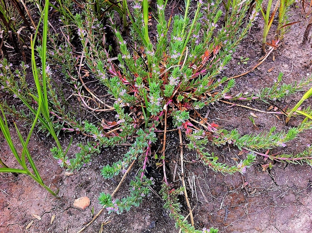 Lythrum hyssopifolia