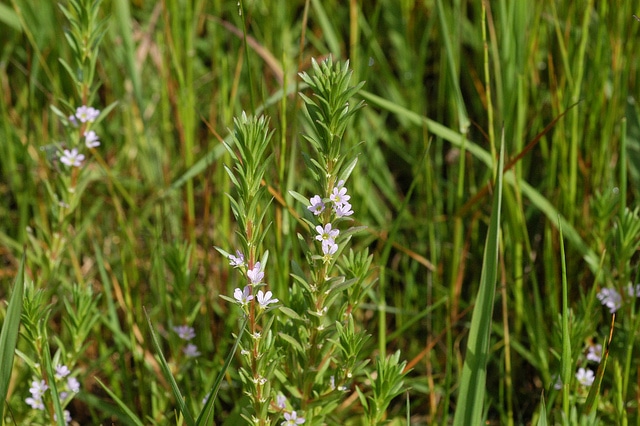 Lythrum hyssopifolia