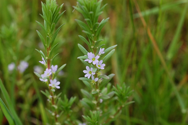 Lythrum hyssopifolia