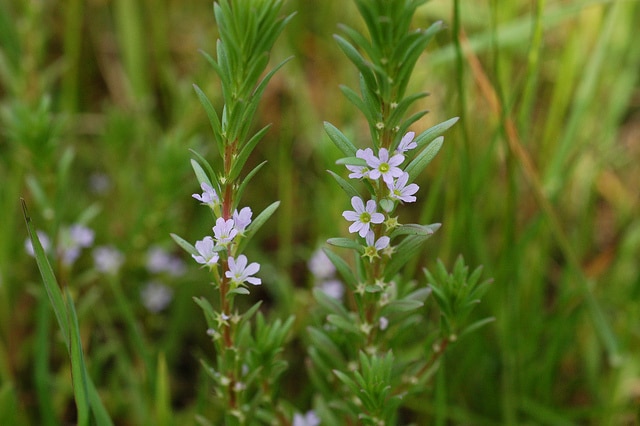 Lythrum hyssopifolia