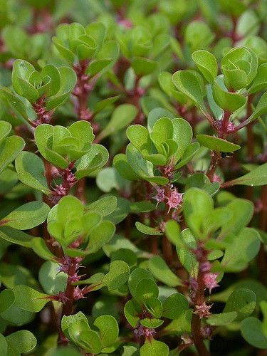 Lythrum pourpier