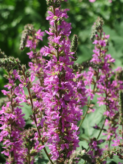 Lythrum anceps (Lythrum salicaria)