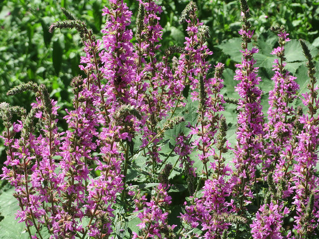 Lythrum anceps