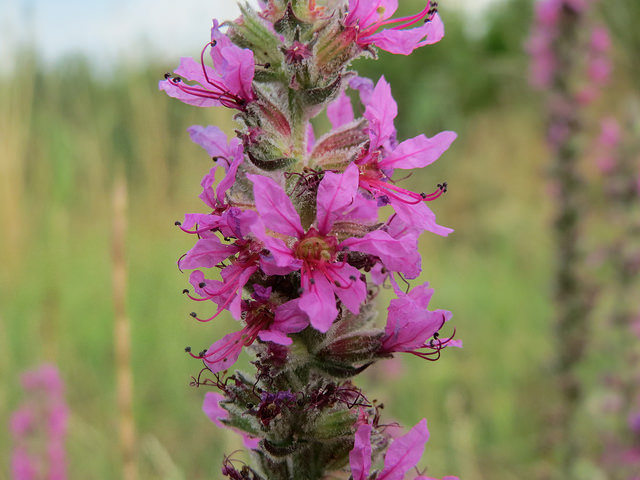 Lythrum anceps
