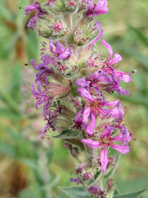 Lythrum anceps