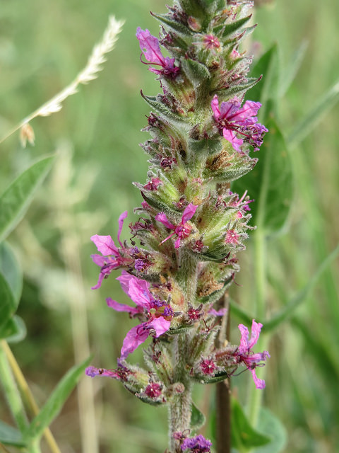 Lythrum anceps