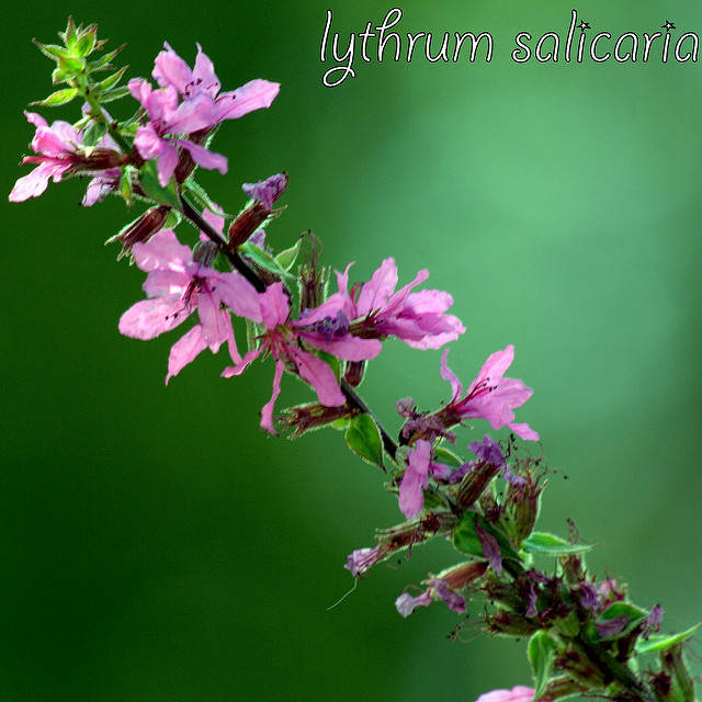 Lythrum anceps