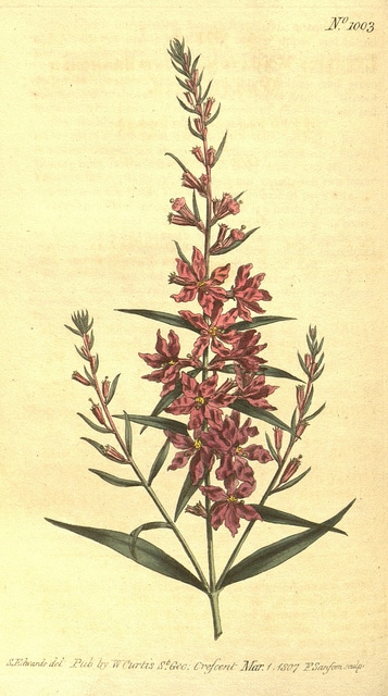Lythrum effilé (Lythrum virgatum)