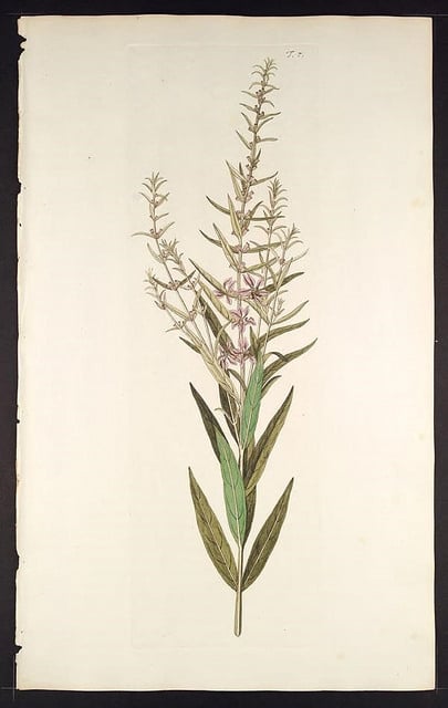 Lythrum effilé