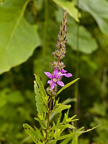 Lythrum effilé