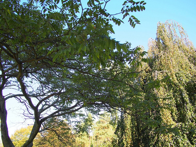 Maackia amurensis