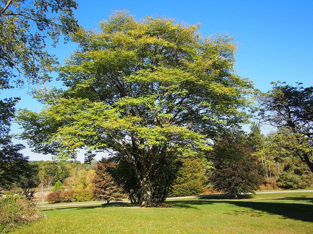 Maackia amurensis