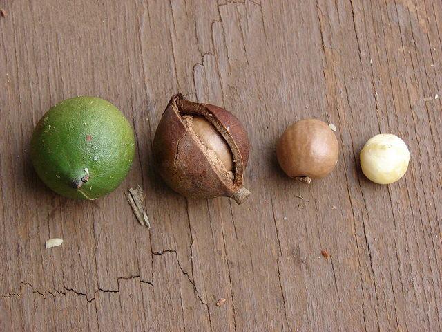 Macadamia