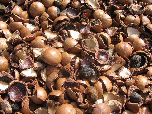 Macadamia