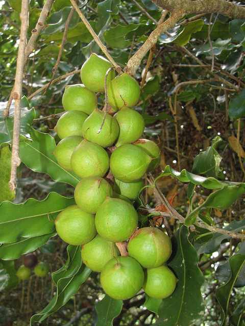 Macadamia
