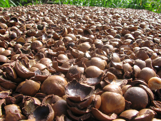 Macadamia