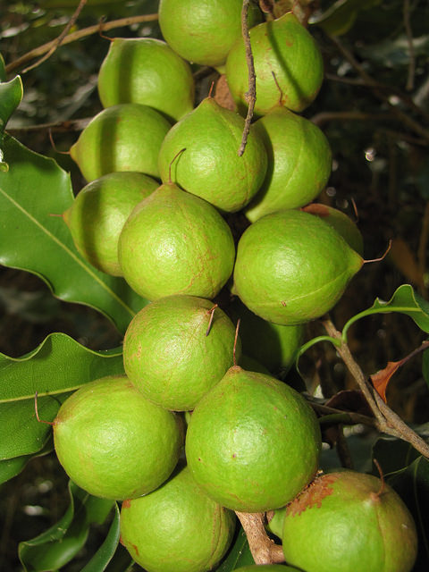 Macadamia