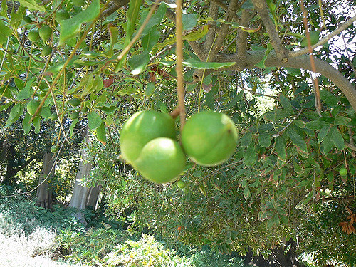 Macadamia (Macadamia integrifolia)