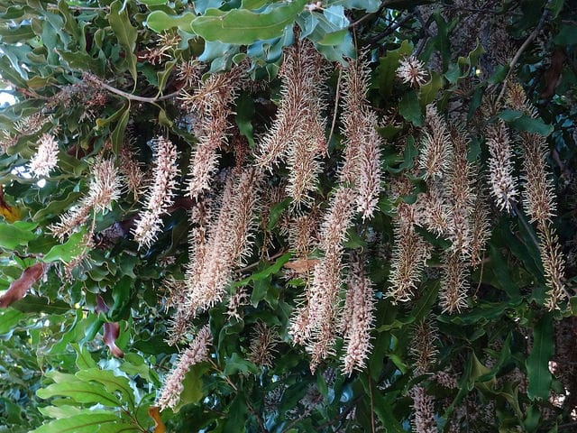 Macadamia tetraphylla