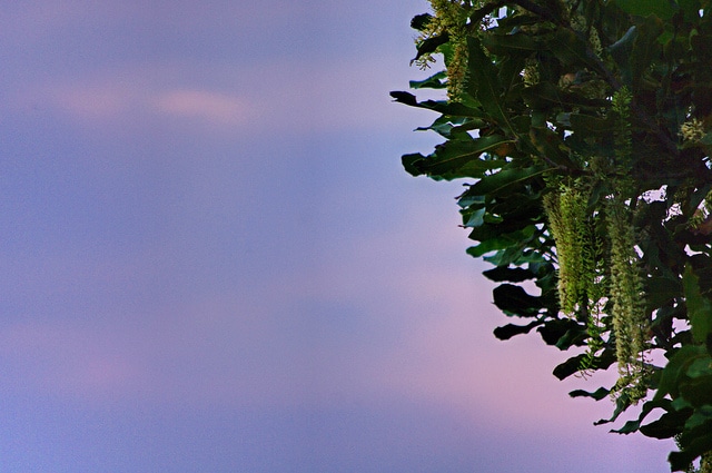 Macadamia tetraphylla