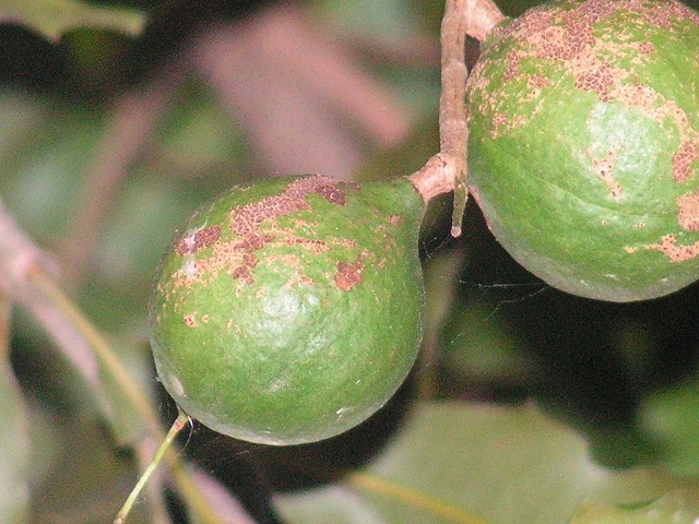 Macadamia tetraphylla
