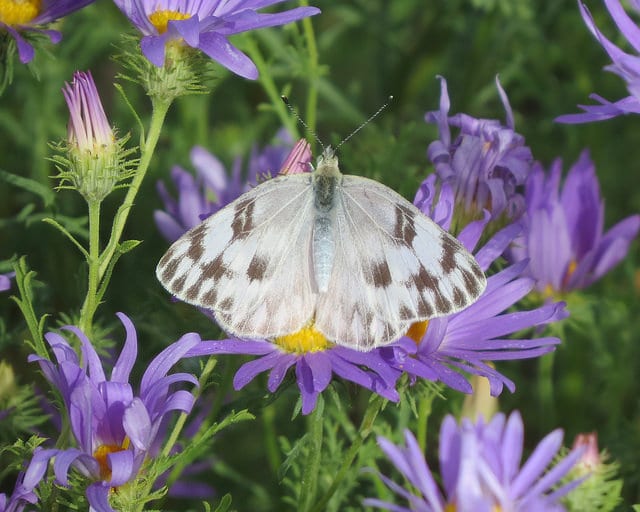 Machaeranthera tanacetifolia
