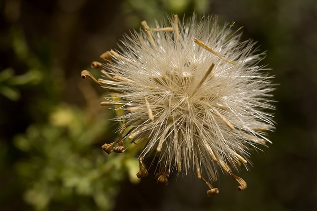 Machaeranthera tanacetifolia