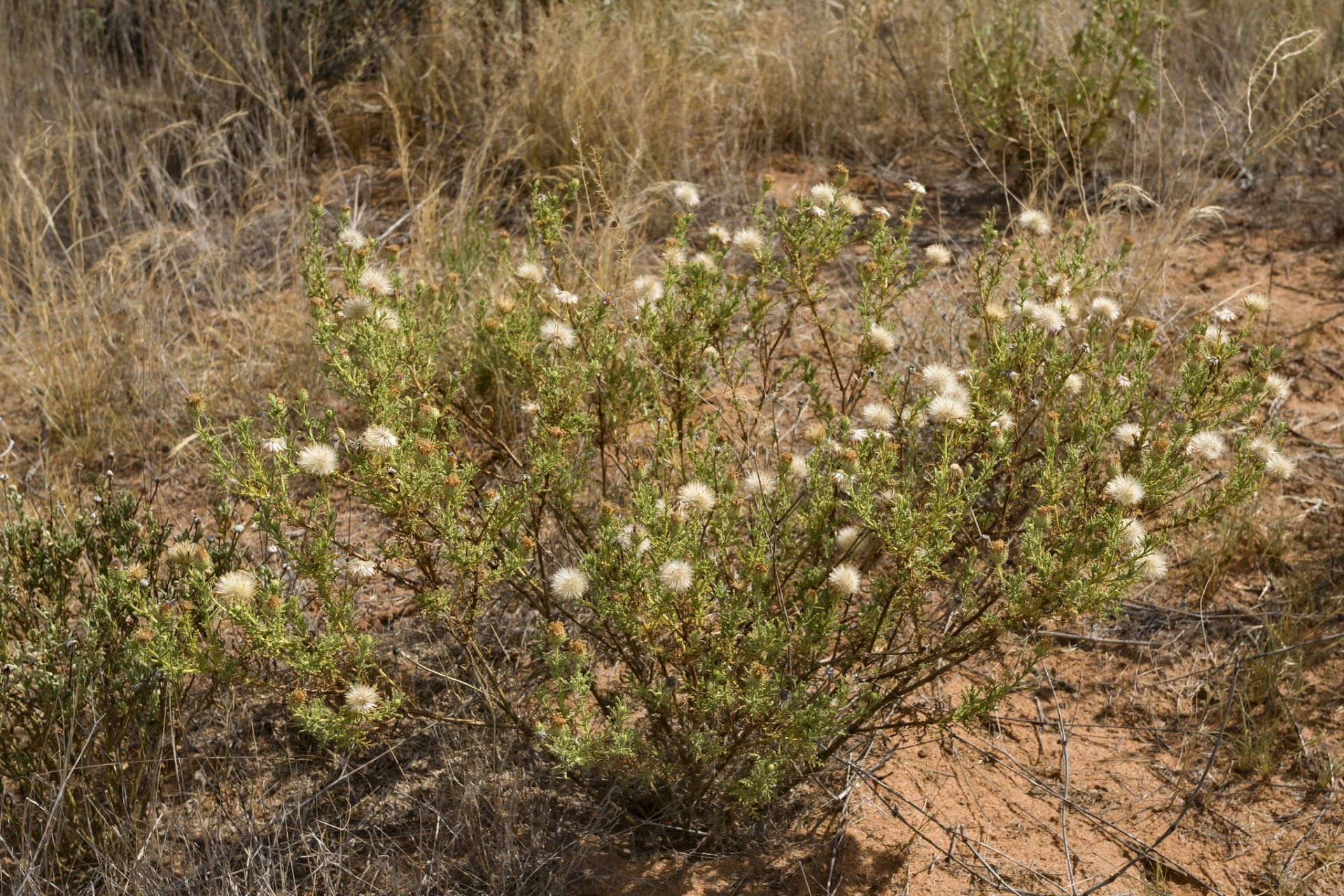 Machaeranthera tanacetifolia