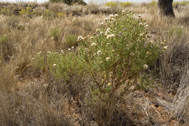 Machaeranthera tanacetifolia