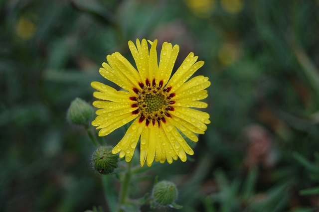 Madia elegans