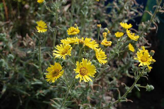 Madia elegans