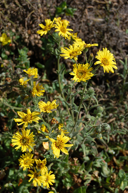 Madia elegans