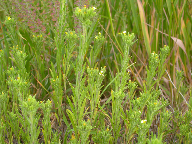 Madia glomerata