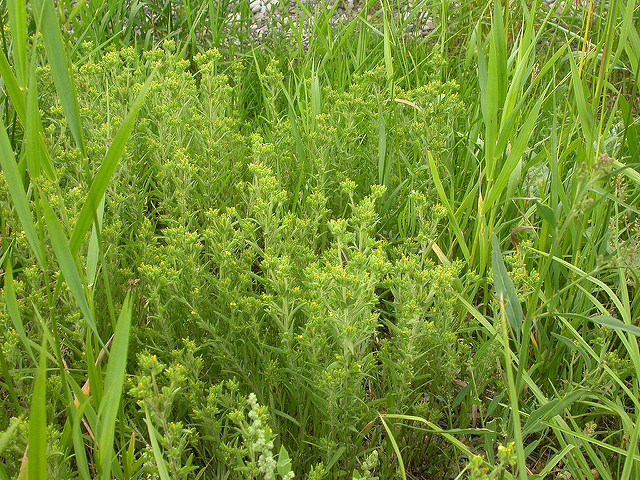 Madia glomerata