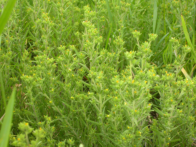 Madia glomerata