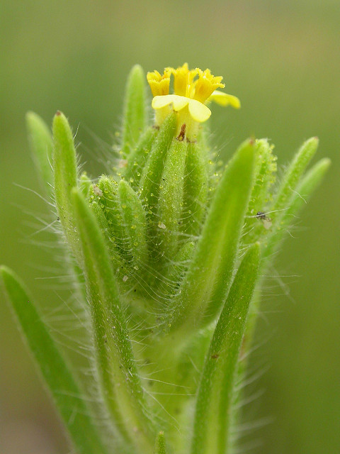 Madia glomerata